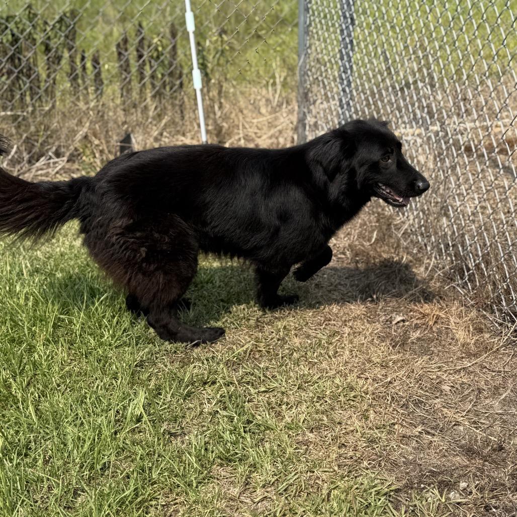 Arie — thumbnail 2