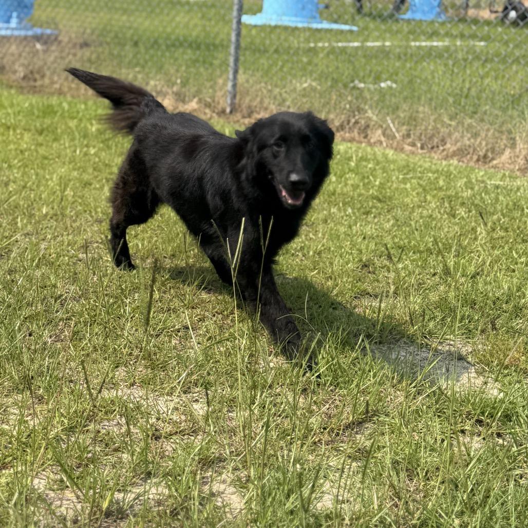 Arie — thumbnail 3