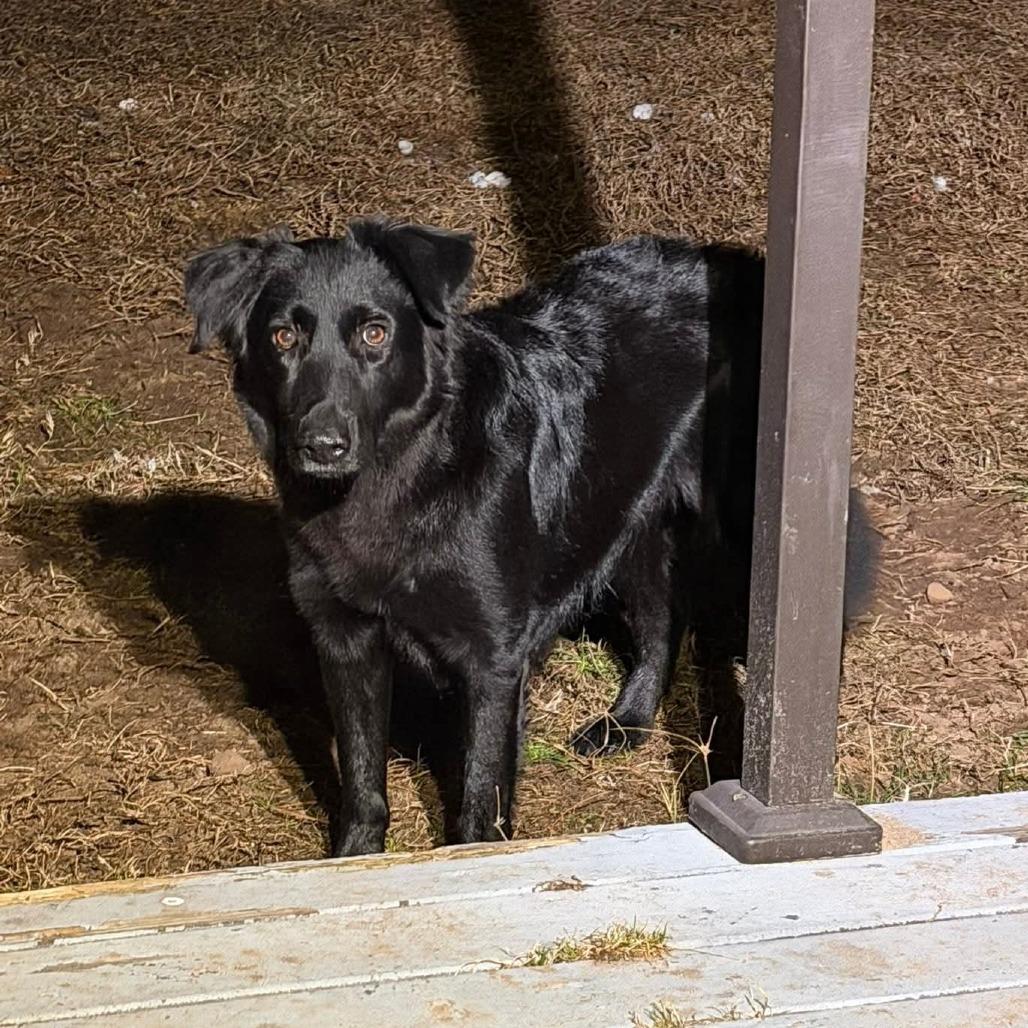 Arie — thumbnail 4