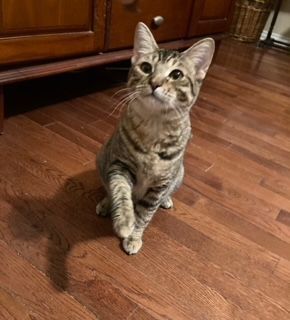 April, a Adoptable Domestic Short Hair in Mansfield, TX image 1/12