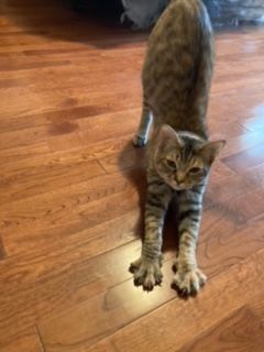 April, a Adoptable Domestic Short Hair in Mansfield, TX image 2/12