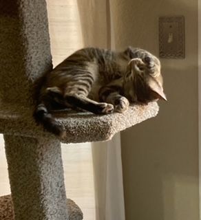 April, a Adoptable Domestic Short Hair in Mansfield, TX image 3/12