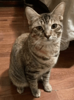 April, a Adoptable Domestic Short Hair in Mansfield, TX image 4/12