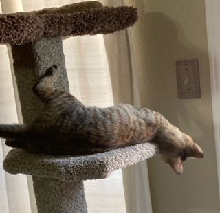 April, a Adoptable Domestic Short Hair in Mansfield, TX image 5/12