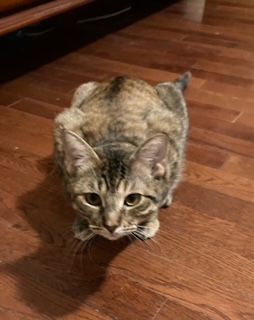 April, a Adoptable Domestic Short Hair in Mansfield, TX image 6/12