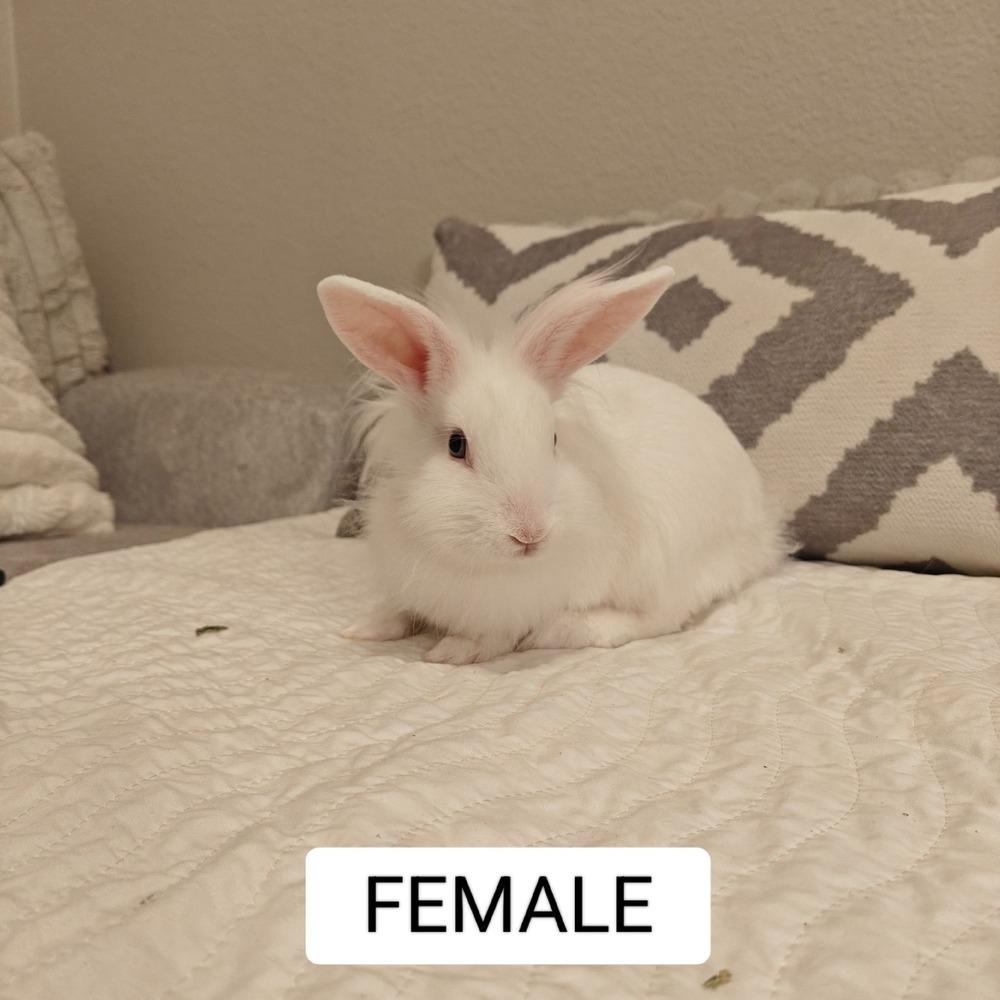 Enlarge Callisto, a Adoptable mixed breed in Longwood, FL image 1/1