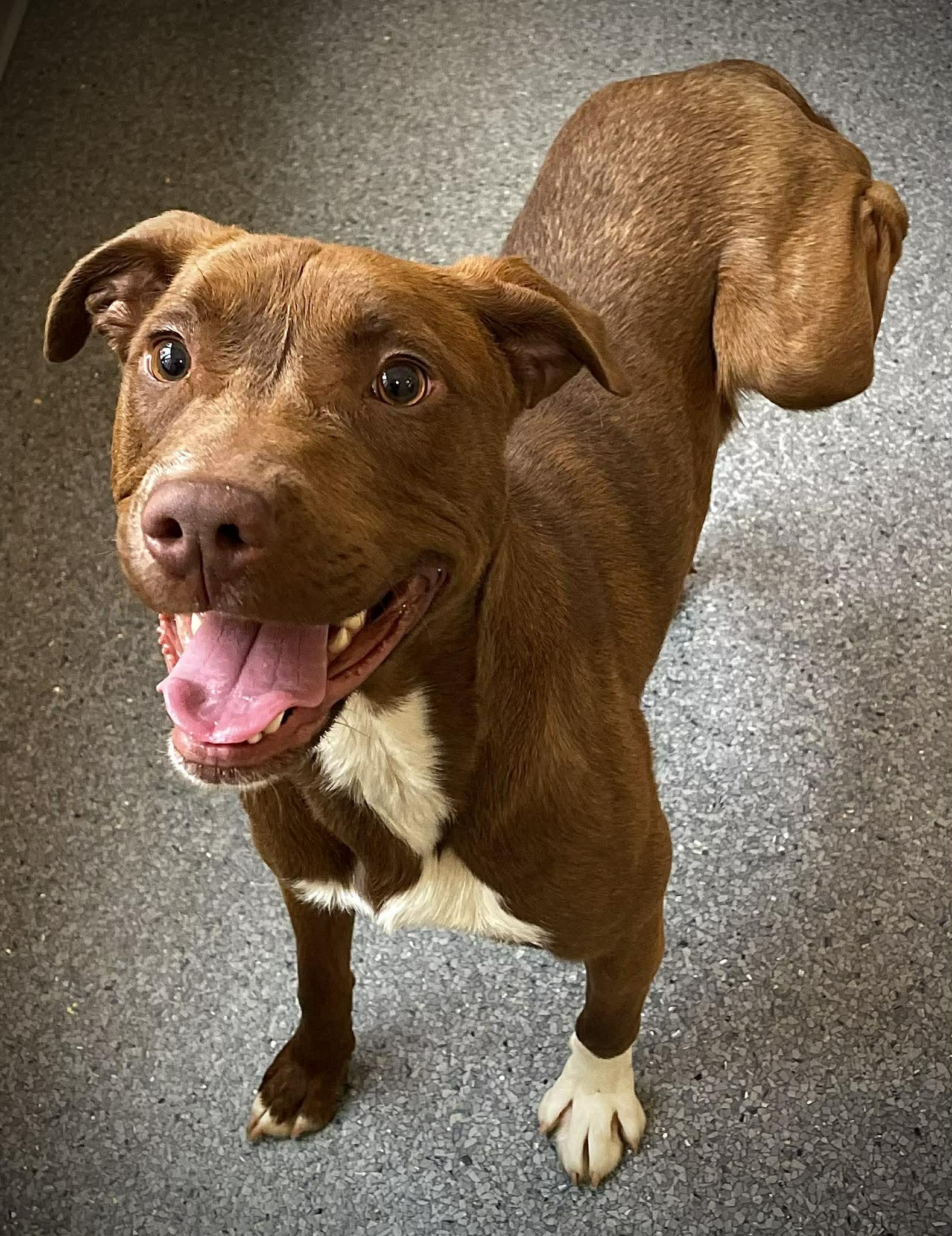 Lil' Bit, Adoptable, Adult Male Terrier.