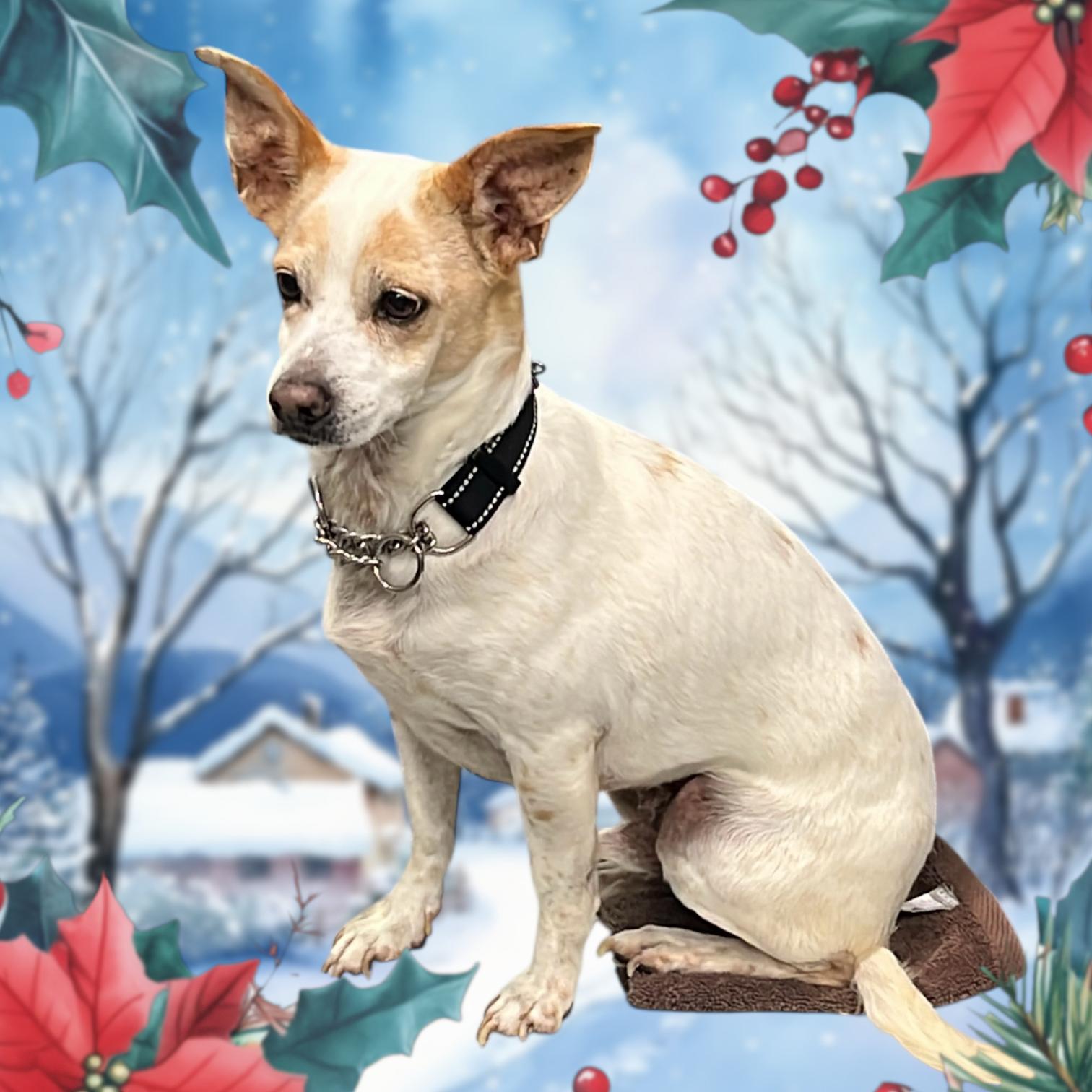 Joey, adopted, Adult Male Chihuahua.