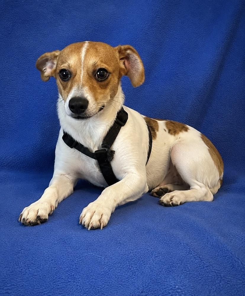 Pickles, Adoptable, Young Male Jack Russell Terrier.