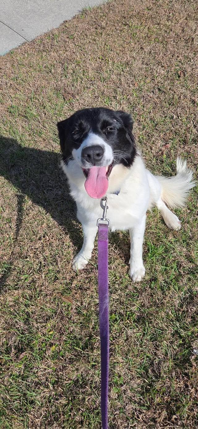 Trixie, ADOPTABLE, Adult Female Border Collie.