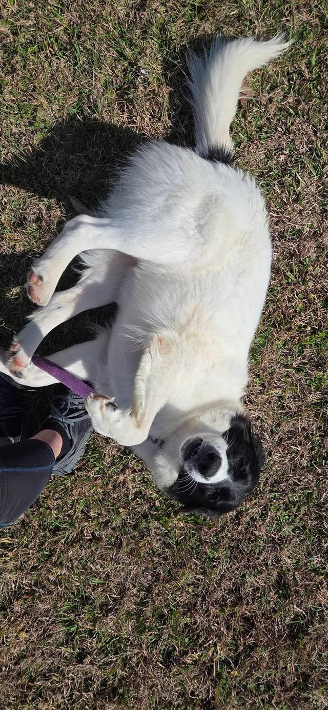 Enlarge Trixie, a ADOPTABLE mixed breed in Baker, LA image 5/5
