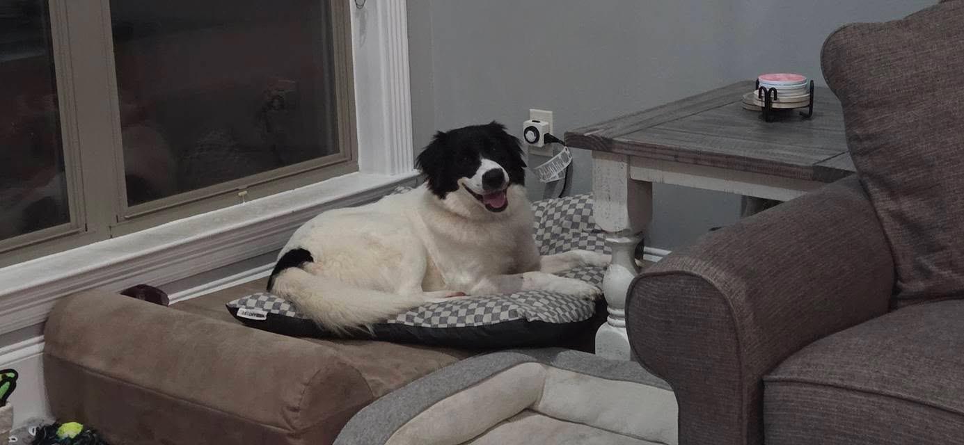 Enlarge Trixie, a ADOPTABLE mixed breed in Baker, LA image 2/5