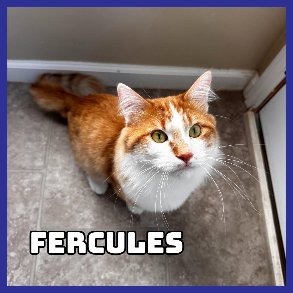 Furcules (Bonded to Hayes), Adoptable, Adult Male Domestic Long Hair.
