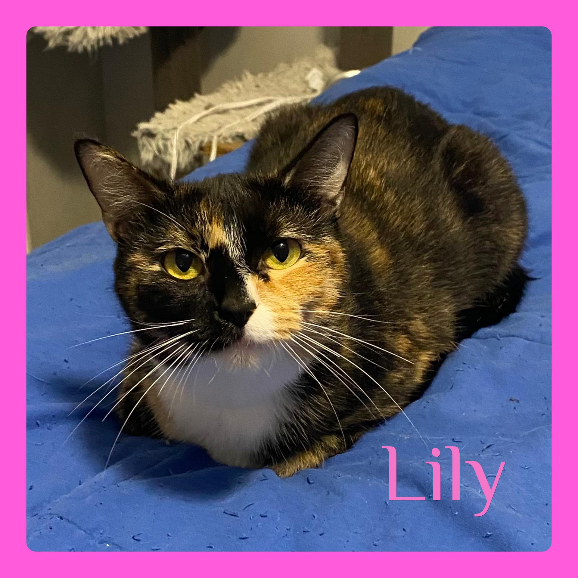 LILY, ADOPTABLE, Young Female Calico.