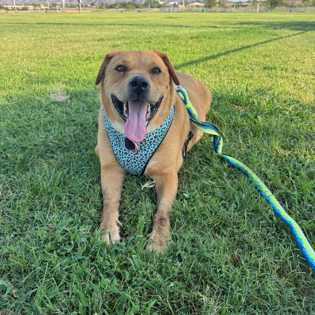 Mikey, a Adoptable mixed breed in Phoenix, AZ image 1/6