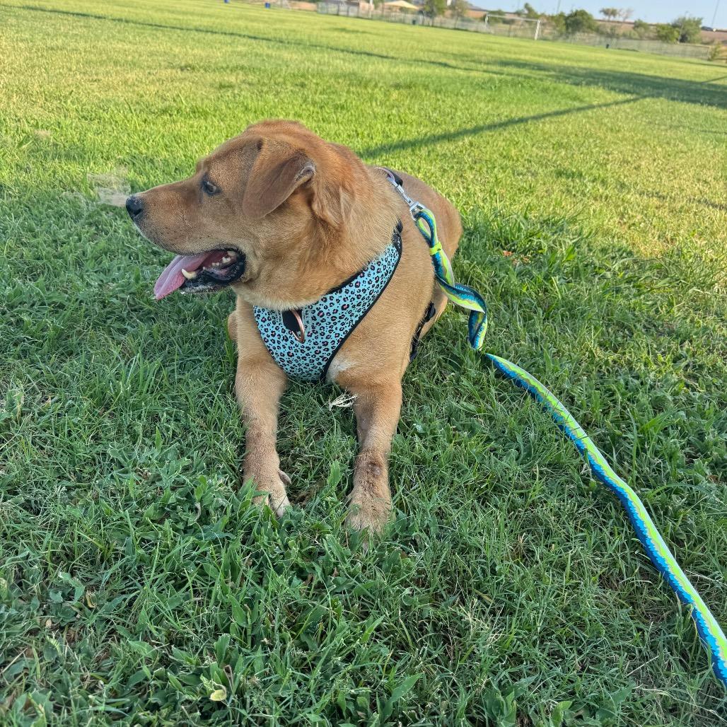 Mikey, a Adoptable mixed breed in Phoenix, AZ image 2/6