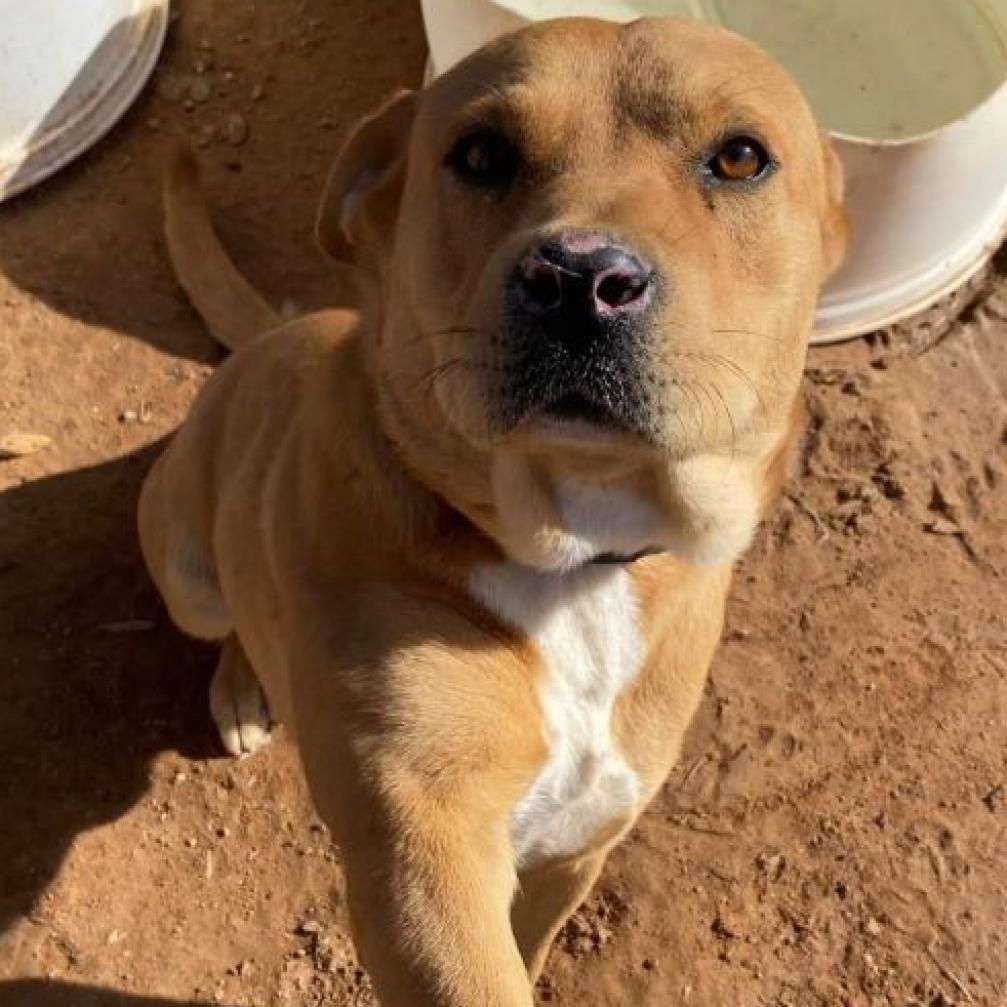 Enlarge Mikey, a Adoptable mixed breed in Phoenix, AZ image 1/1