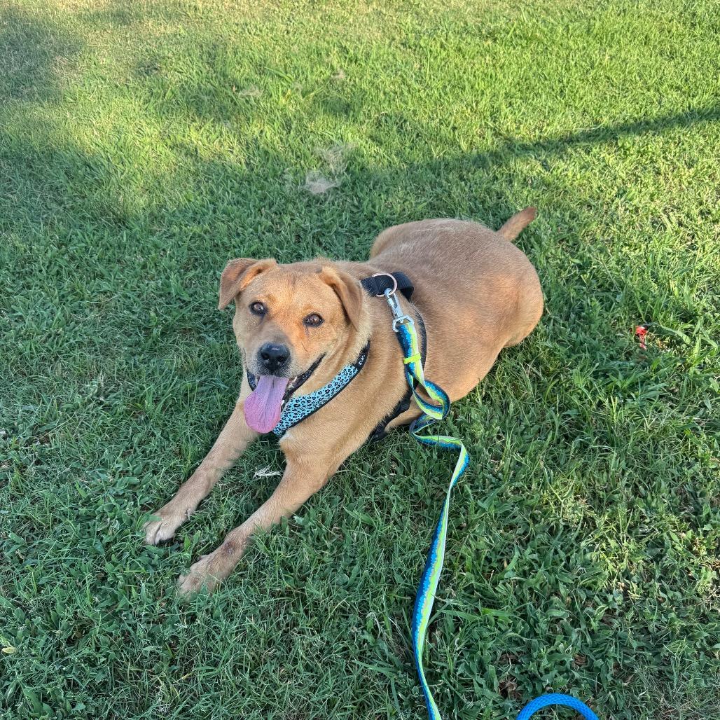 Mikey, a Adoptable mixed breed in Phoenix, AZ image 4/6