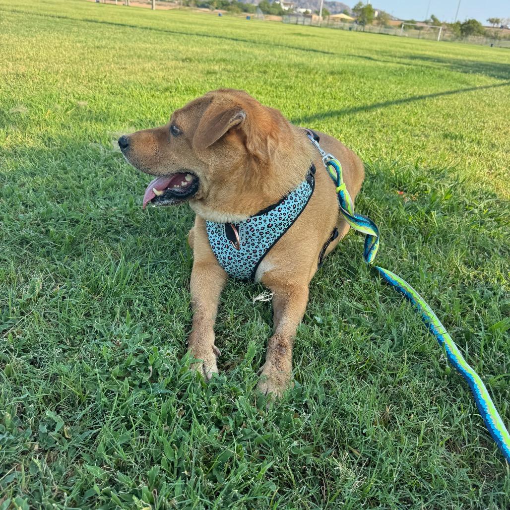 Mikey, a Adoptable mixed breed in Phoenix, AZ image 5/6