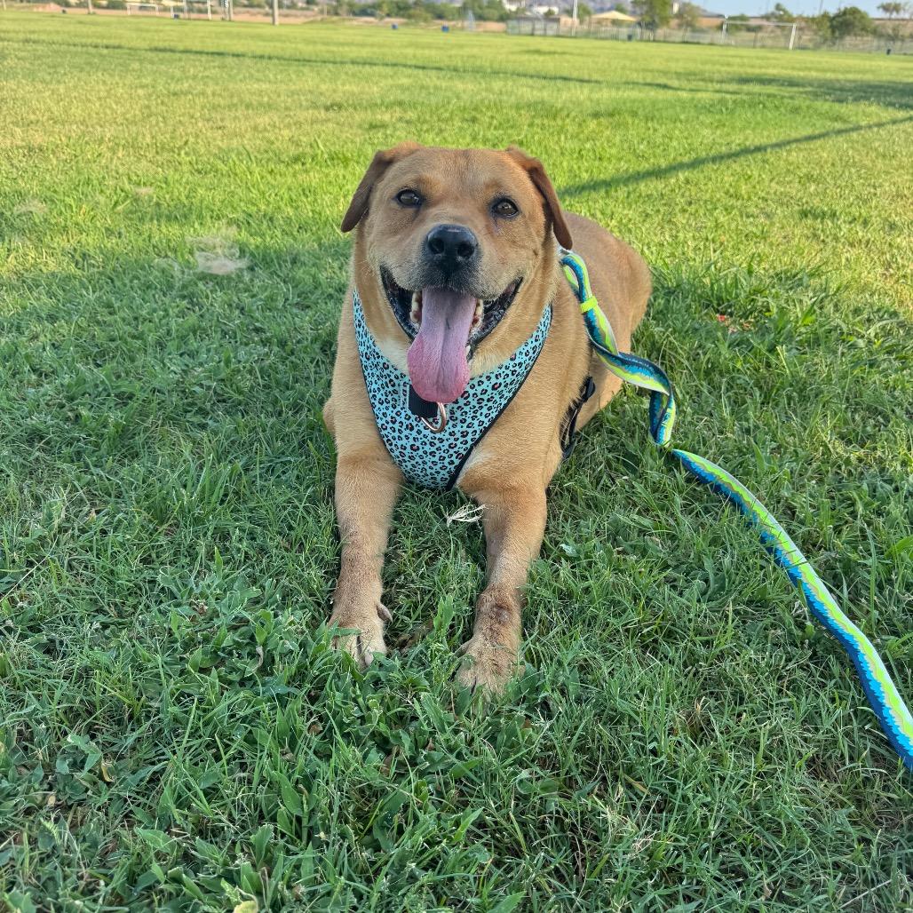 Mikey, a Adoptable mixed breed in Phoenix, AZ image 6/6