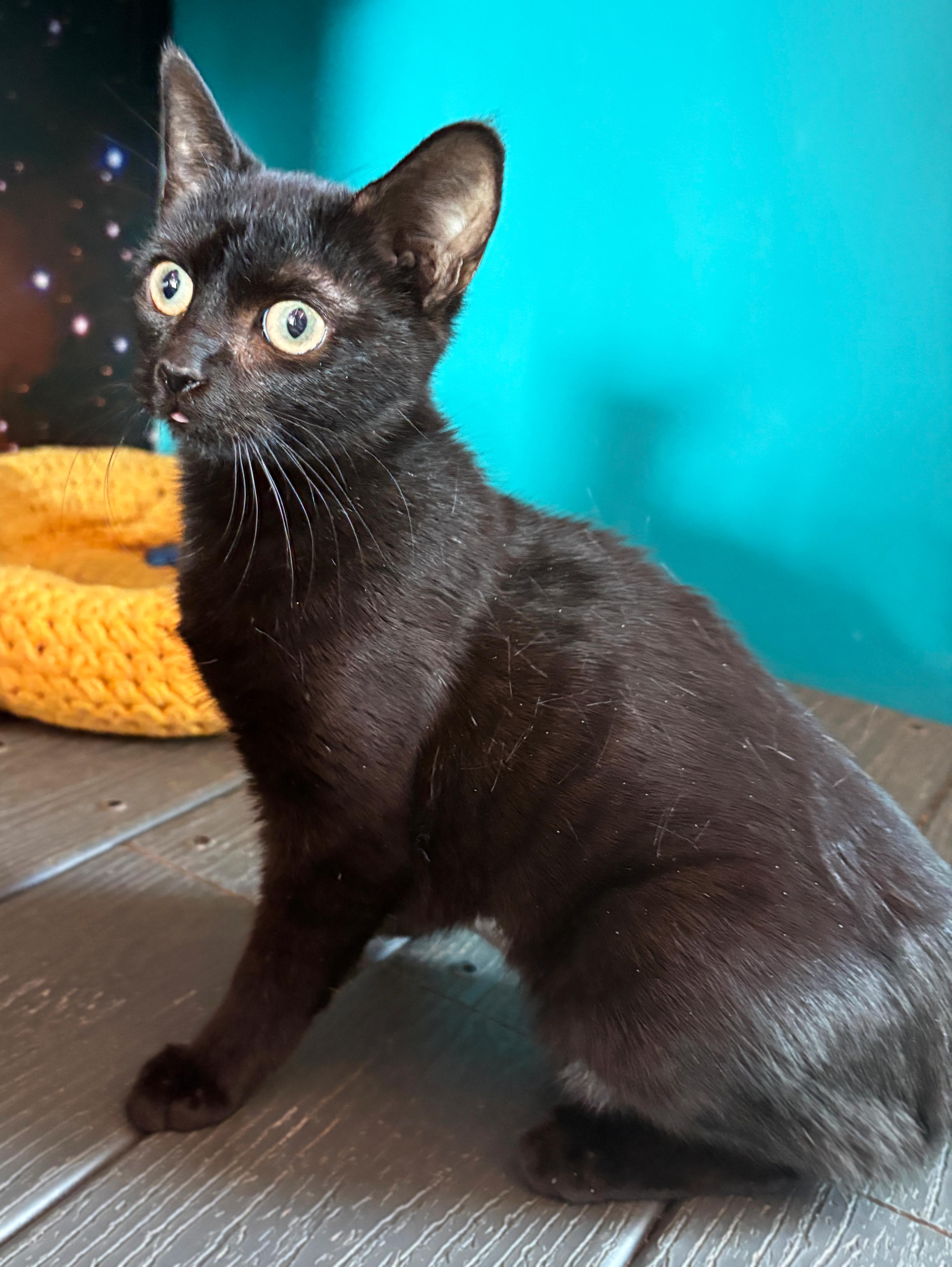 Bunnicula, ADOPTABLE, Kitten Female Domestic Short Hair.