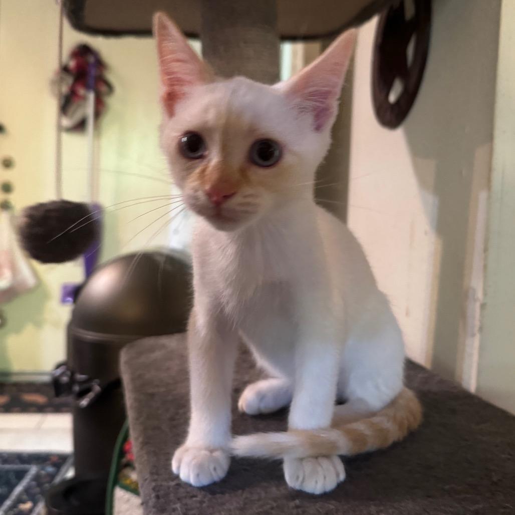 Enlarge Snow, a Adoptable Siamese in Houston, TX image 1/3