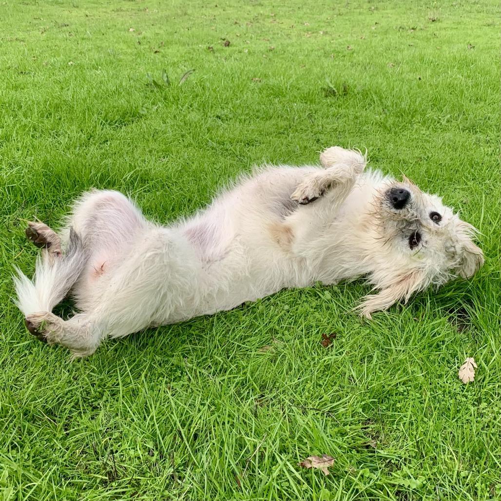 Enlarge Miss Lola, a Adoptable Great Pyrenees in Sonoma, CA image 1/6
