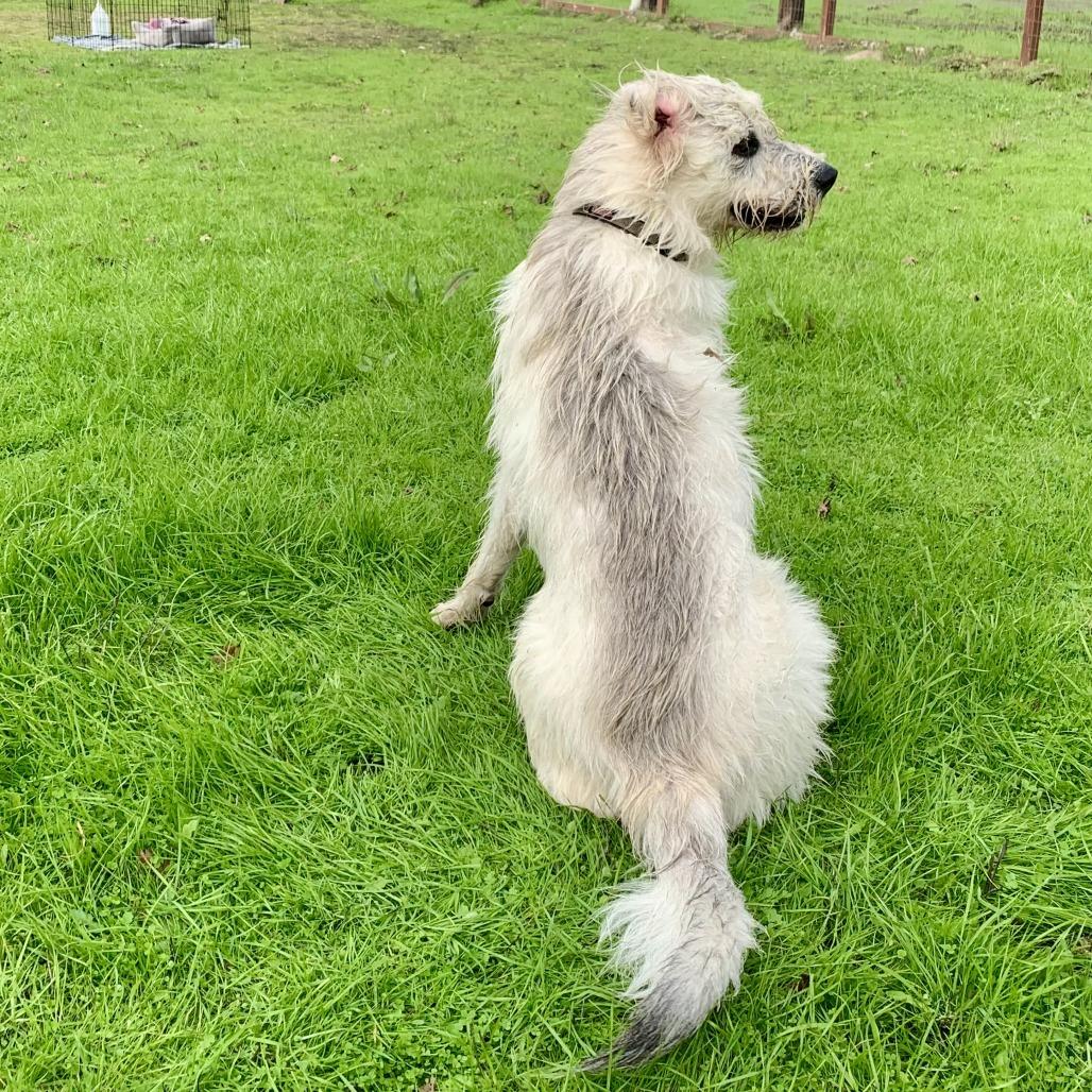 Enlarge Miss Lola, a Adoptable Great Pyrenees in Sonoma, CA image 5/6