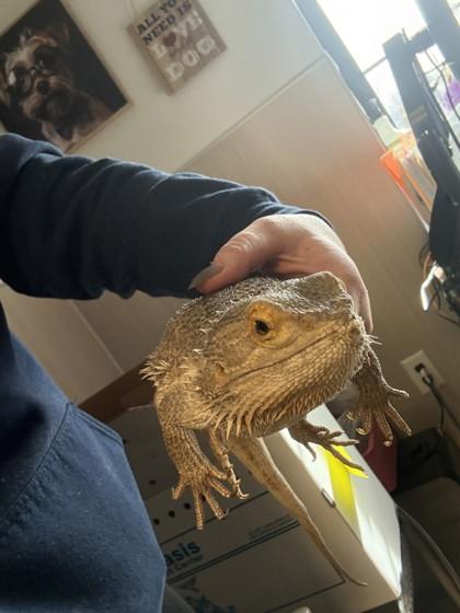 Enlarge Haku, an adopted Bearded Dragon in Hamilton, MT image 1/3