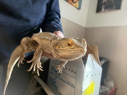 Enlarge Haku, an adopted Bearded Dragon in Hamilton, MT image 2/3