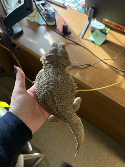 Enlarge Haku, an adopted Bearded Dragon in Hamilton, MT image 3/3
