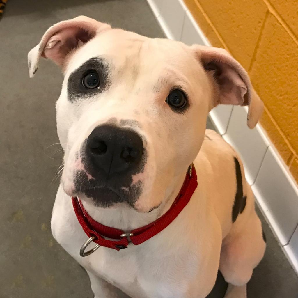 Coco, Adoptable, Adult Female Mixed Breed.