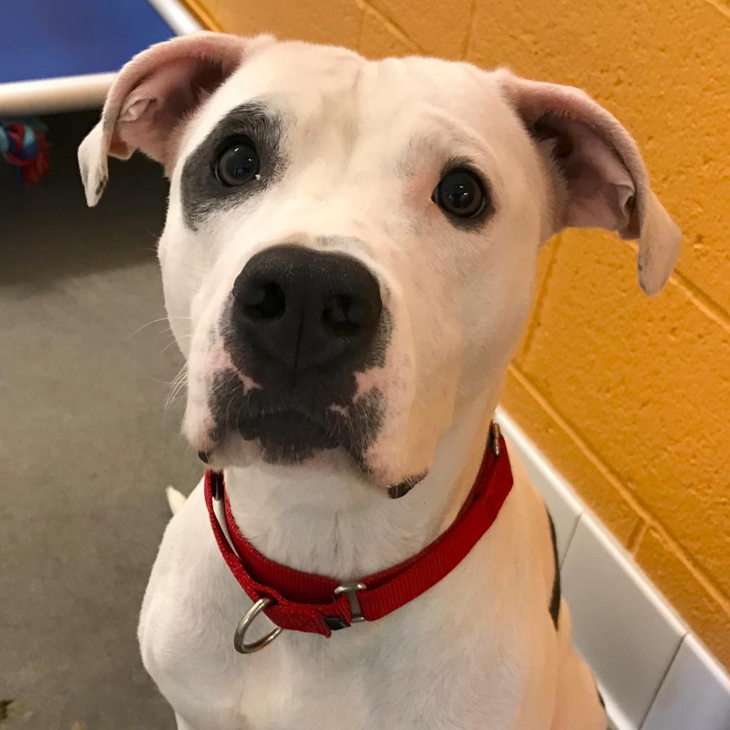 Enlarge Coco, a Adoptable Mixed Breed in Pittsburgh, PA image 2/6