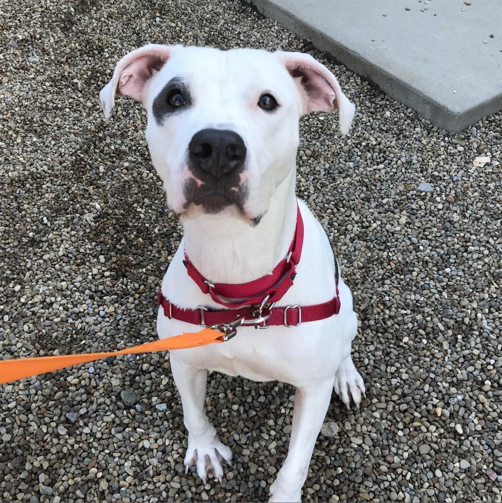 Enlarge Coco, a Adoptable Mixed Breed in Pittsburgh, PA image 3/6