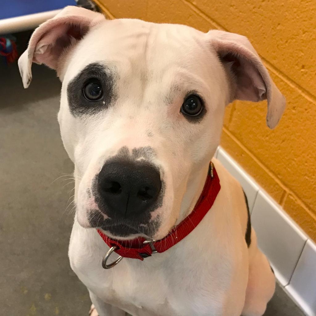 Enlarge Coco, a Adoptable Mixed Breed in Pittsburgh, PA image 4/6