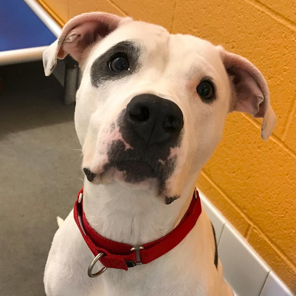 Enlarge Coco, a Adoptable Mixed Breed in Pittsburgh, PA image 5/6