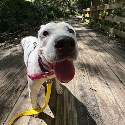 Enlarge Coco, a Adoptable Mixed Breed in Pittsburgh, PA image 6/6