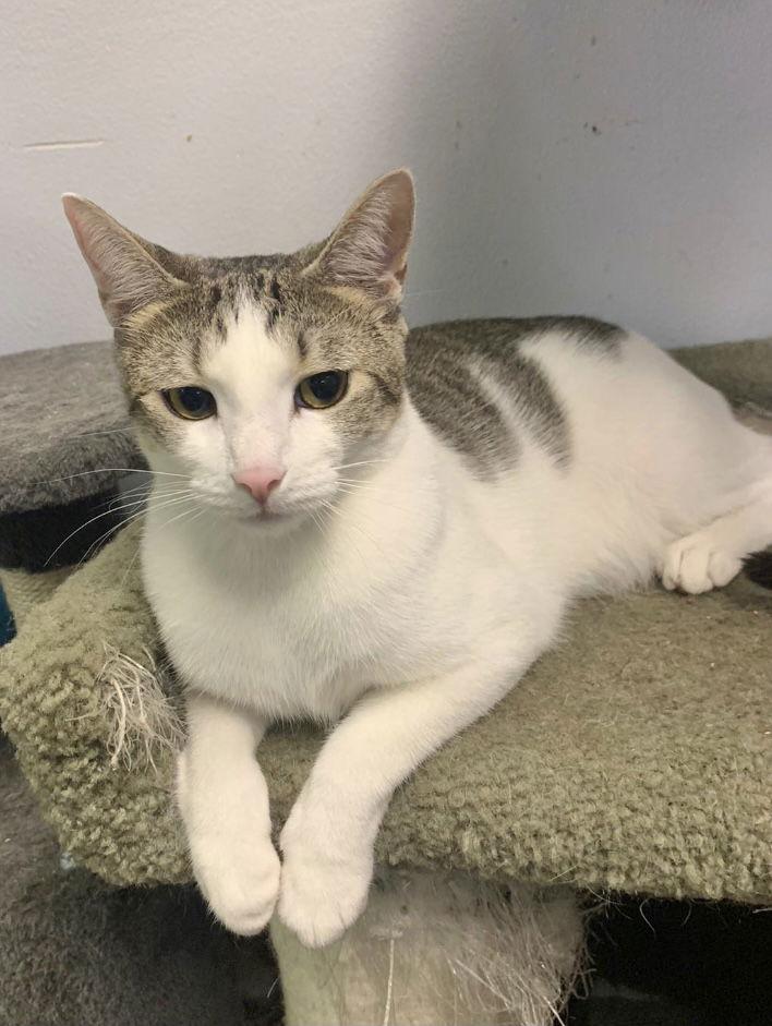 Ivy, a Adoptable American Shorthair in Margate, FL image 1/6