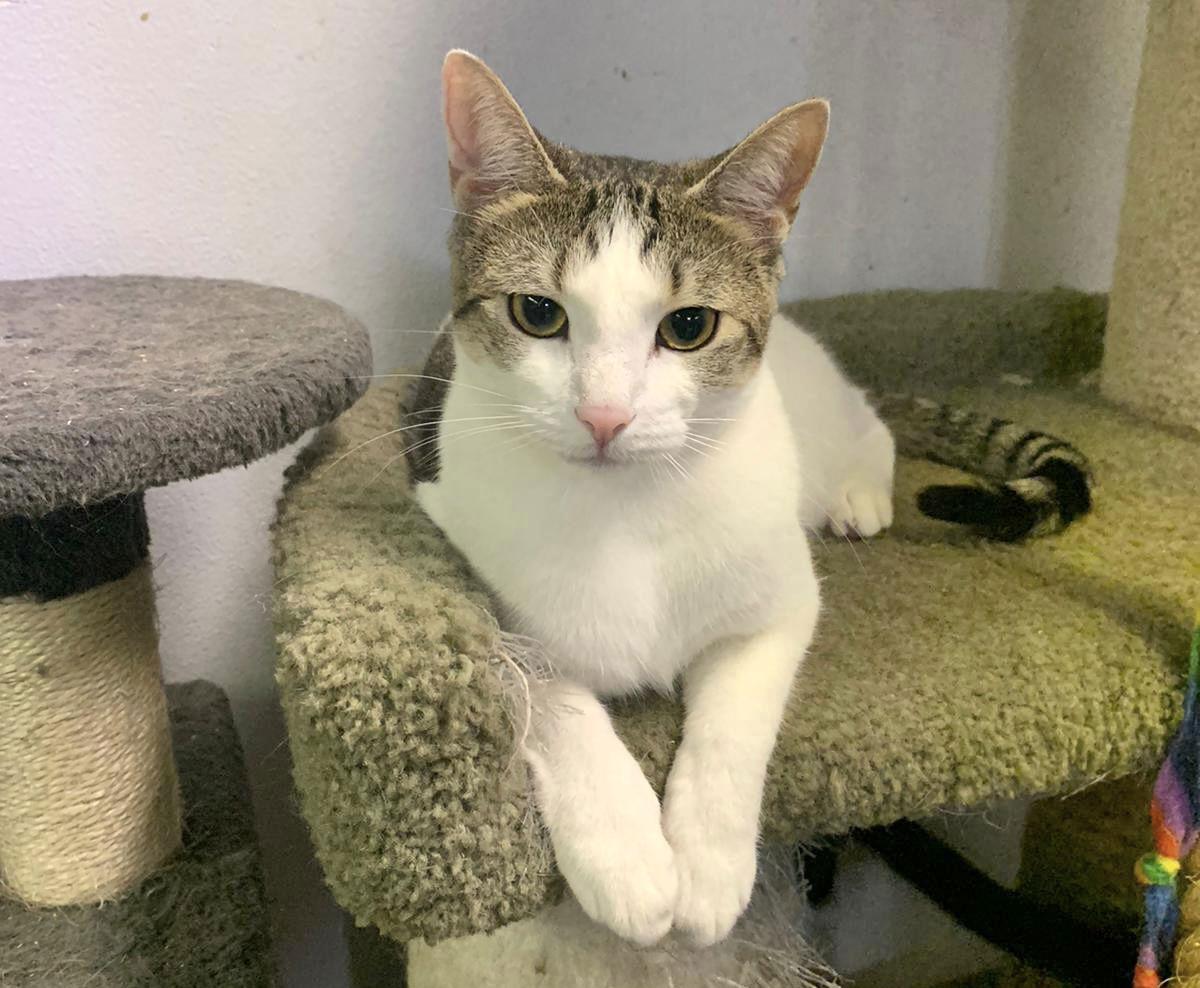 Ivy, a Adoptable American Shorthair in Margate, FL image 2/6