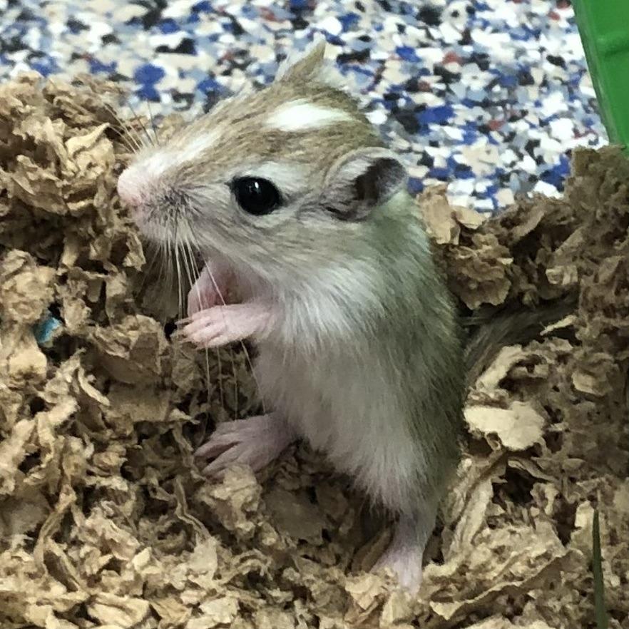 Opal, Adoptable, Baby Female Gerbil.