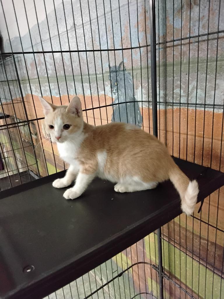 Enlarge Catniss Everclean, a Adoptable mixed breed in Ada, OK image 1/2