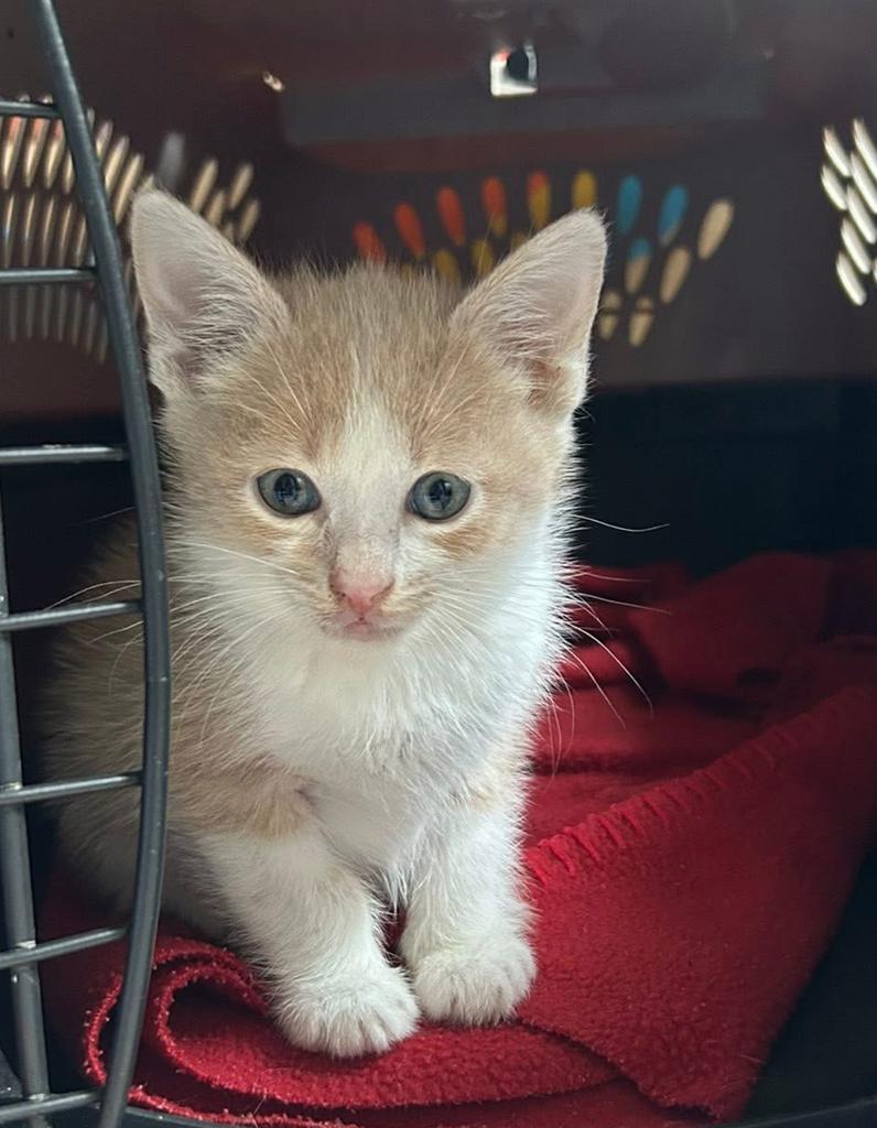 Enlarge Catniss Everclean, a Adoptable mixed breed in Ada, OK image 2/2