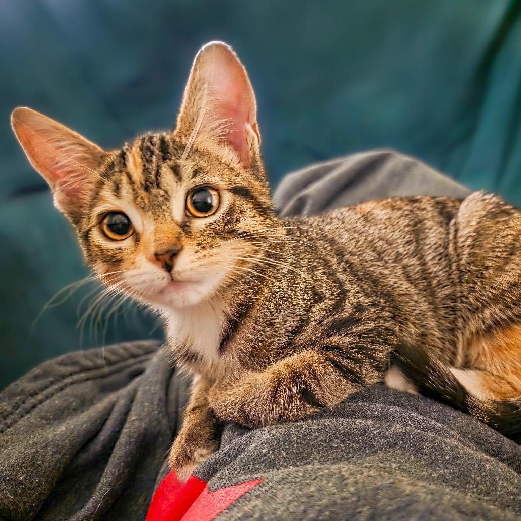 Enlarge Sweet Pea, a Adoptable Domestic Short Hair in Huntsville, AL image 1/1