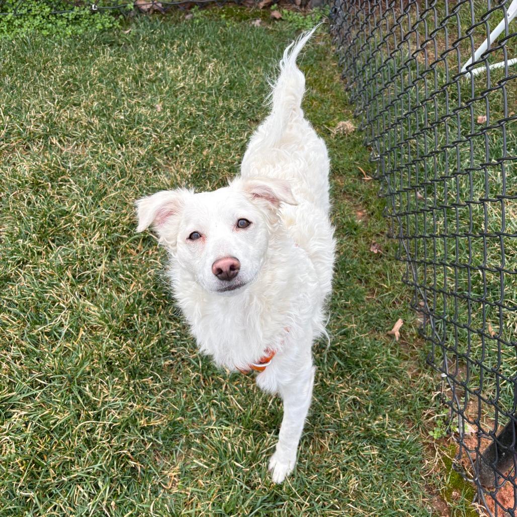 Enlarge Snowflake, a Adoptable Mixed Breed in Winston Salem, NC image 1/4