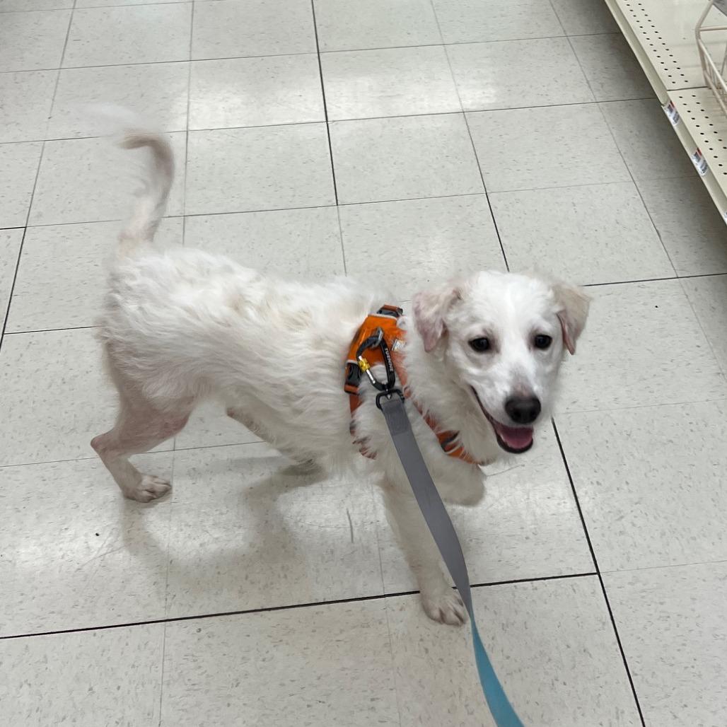 Enlarge Snowflake, a Adoptable Mixed Breed in Winston Salem, NC image 2/4