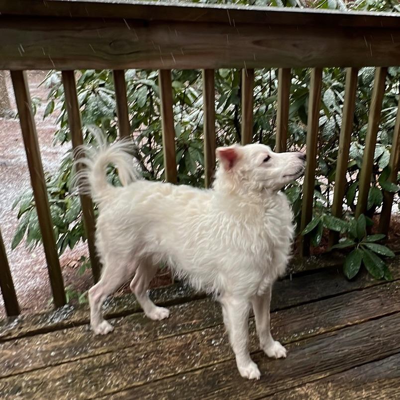 Enlarge Snowflake, a Adoptable Mixed Breed in Winston Salem, NC image 3/4