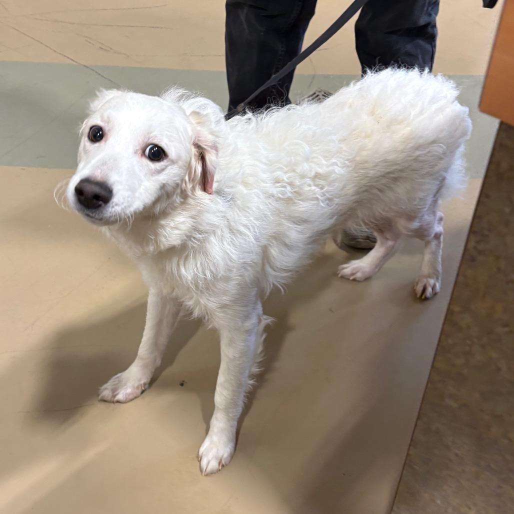 Enlarge Snowflake, a Adoptable Mixed Breed in Winston Salem, NC image 4/4