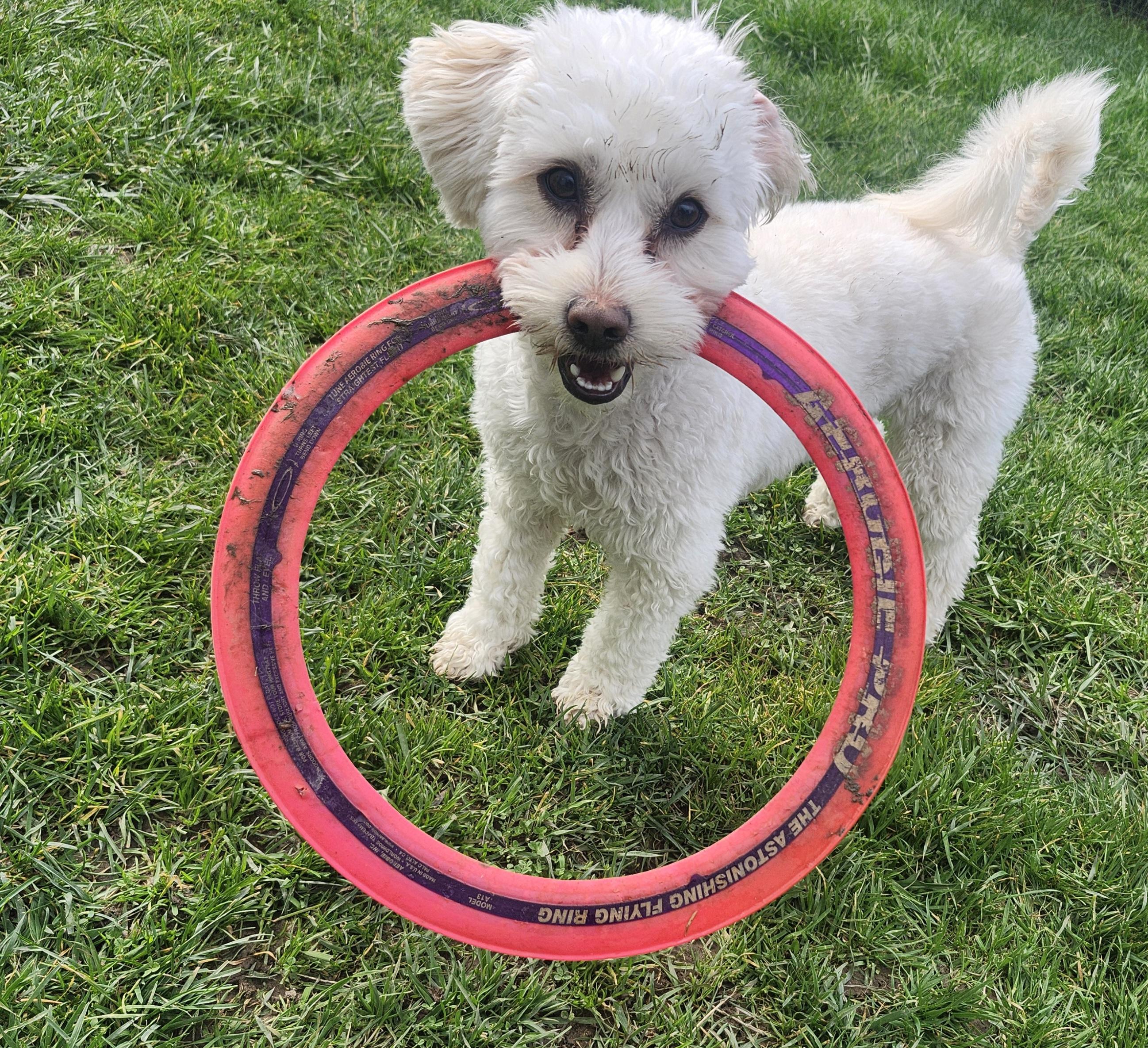 Remy, a ADOPTABLE mixed breed in Tacoma, WA image 3/4