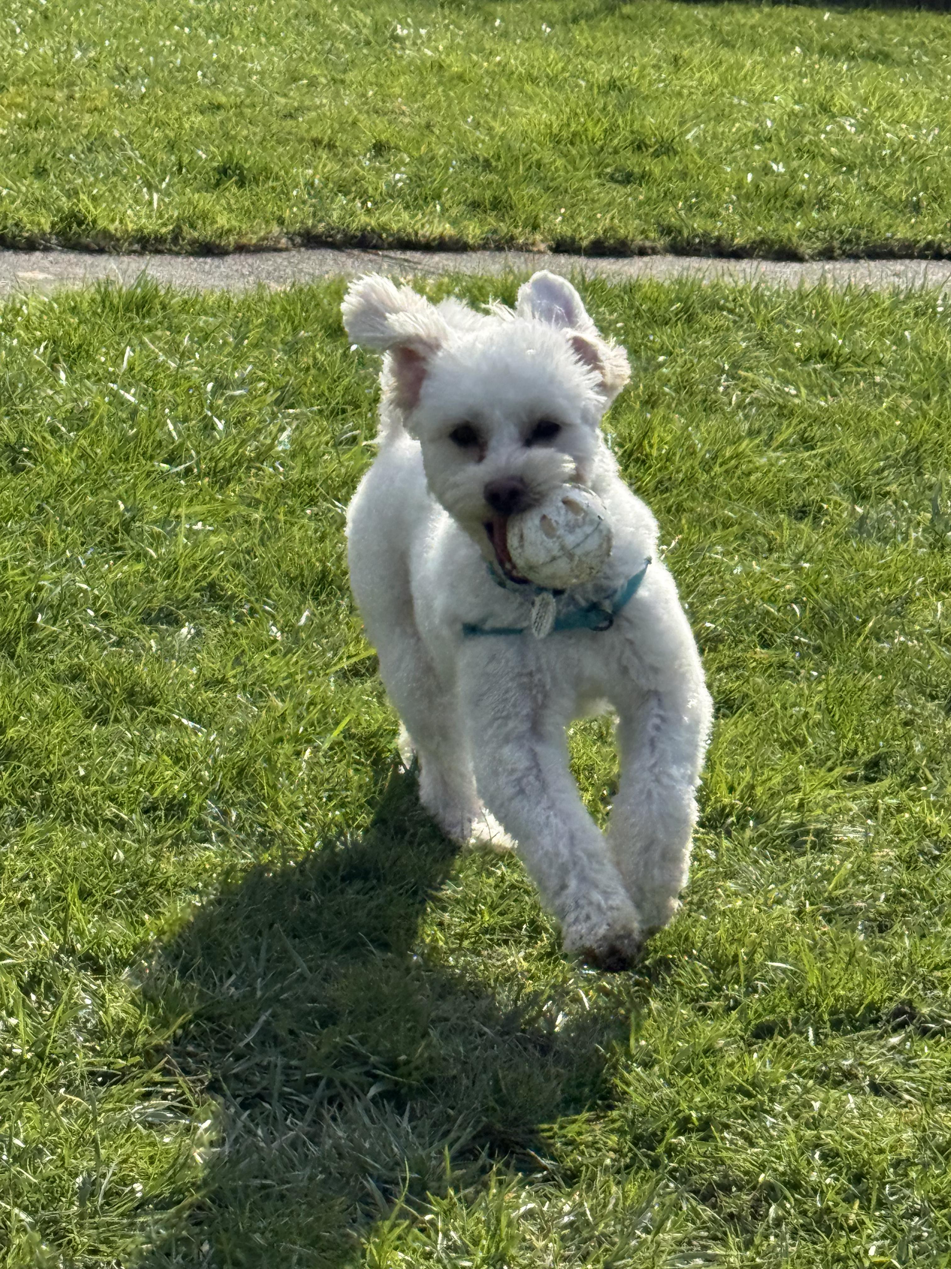 Remy, a ADOPTABLE mixed breed in Tacoma, WA image 4/4