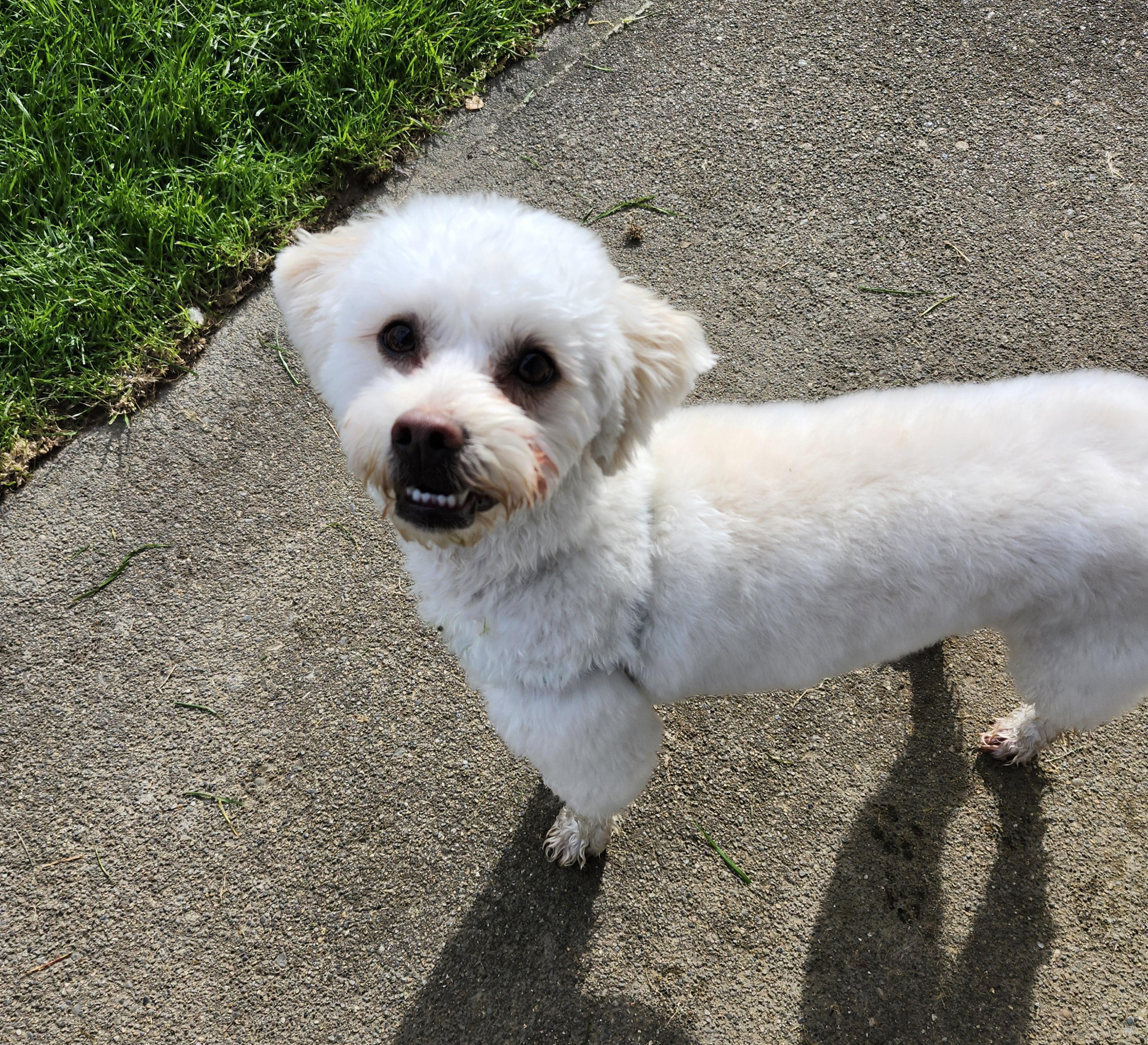 Remy, a ADOPTABLE mixed breed in Tacoma, WA image 1/4